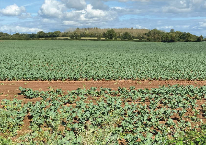 crops
